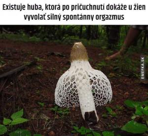 To je houba!:D