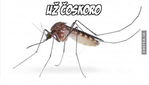 Komáři