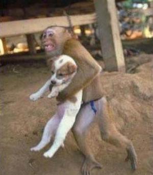 Opice krade psa