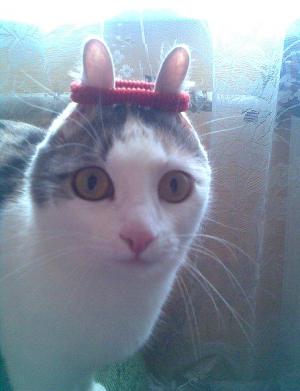 Kočka s gumičkou