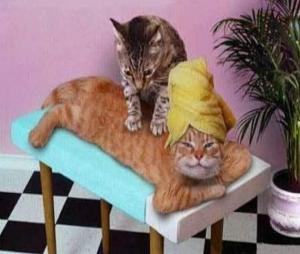 Kočičí masáž