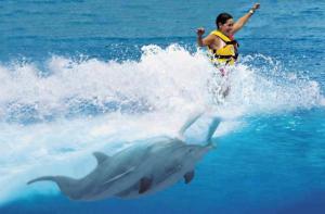 Delfíní surf