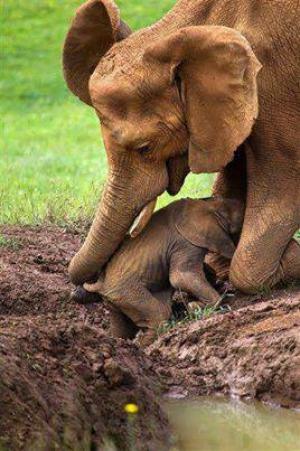 Sloní máma