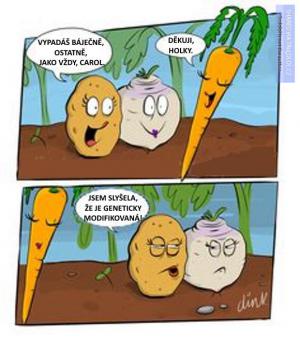 Geneticky modifikovaná mrkev