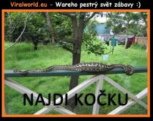 Kde je kočička?