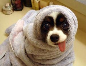 Pes v ručníku