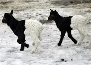Dvoubarevné kozy