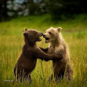 Tančící medvídci