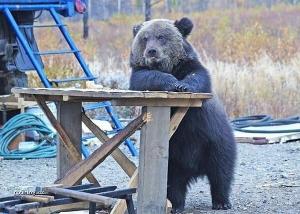 Medvědí pohodička