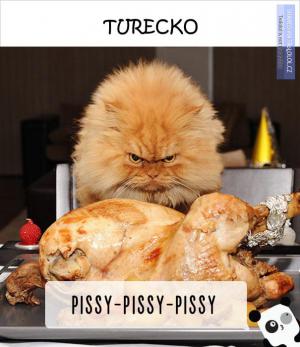 Takhle se volá na kočky v různých zemích světa