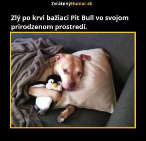 Pitbull