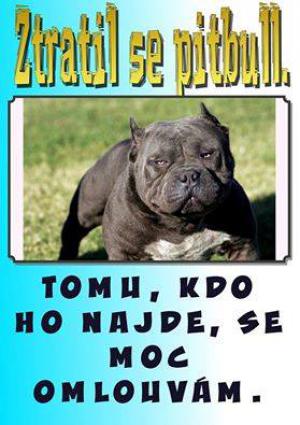 Pitbull