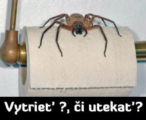 Pavouček