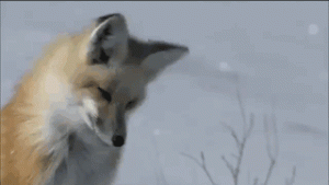 Arktická liška na lovu 