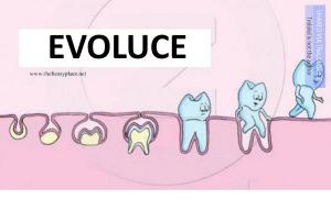 Evoluce zubu