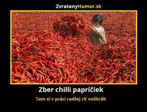 Sběr chilli papriček