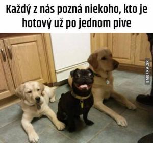Pivo