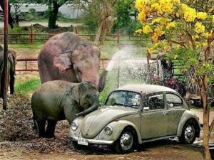 sloni automycka