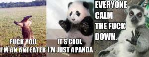 just a panda