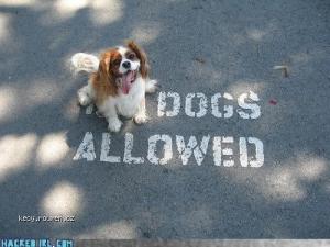 dogs allowed