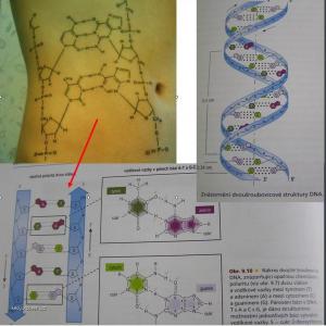 divne tetovanie vysvetlenie  molekula DNA