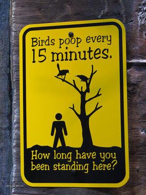 birds poop