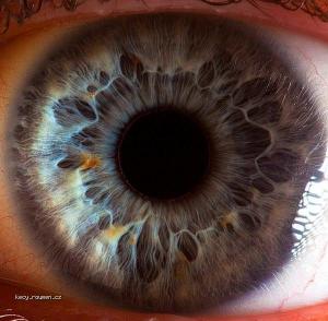 human eye 2