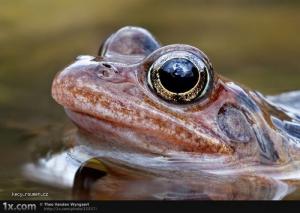 Frog detail