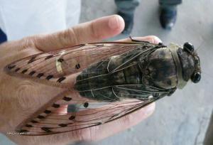cicada borneo