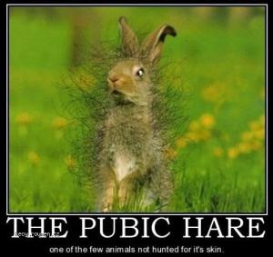 The Pubic Hare