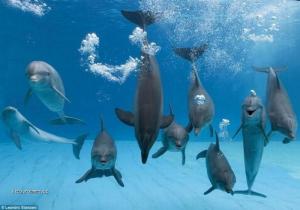 kterej delfin videl dnes Rouming
