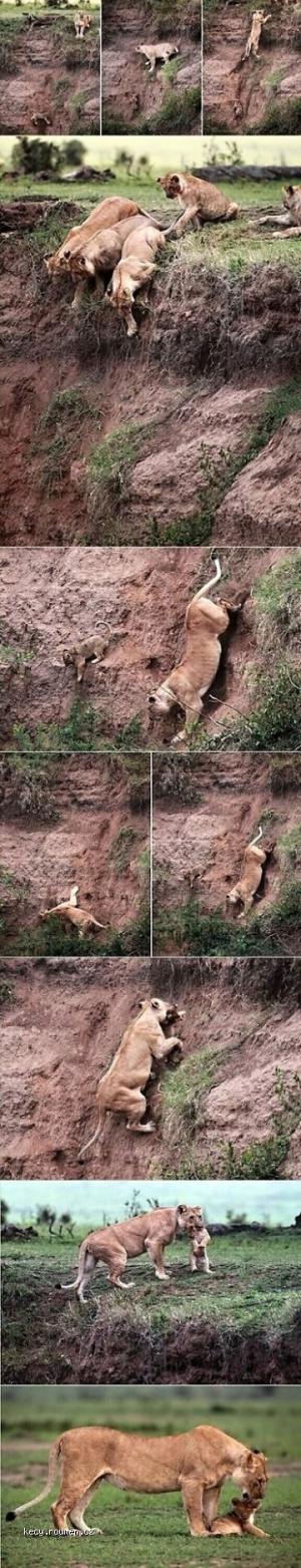 Lioness Saves Stranded Cub