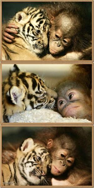Orangutan and tiger best friends