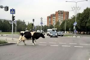 krava na prechode