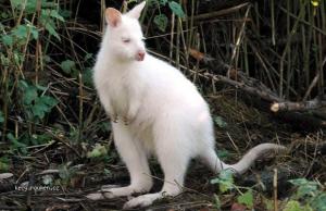 albini 07