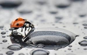 Ladybug and raindrops