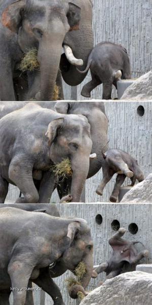 Aint Easy To Be Elefant Baby