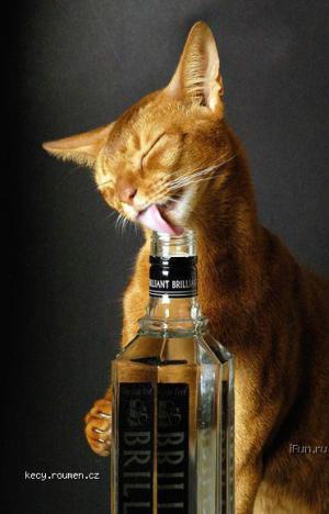 whisky cat