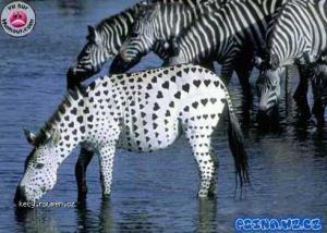zebraso