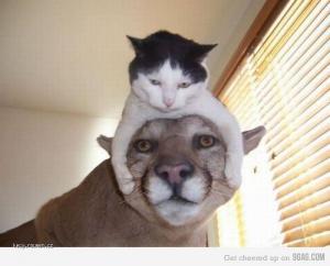cat on cat