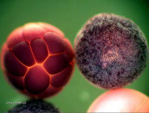 Mikrokosmos  zabi embryo