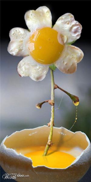 eggs flower