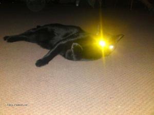 laser cat kill you