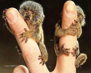 Smallest Monkey in the World2