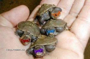 X Ninja Turtles IRL