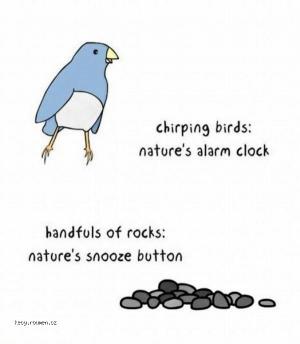 Natures Alarm Clocks