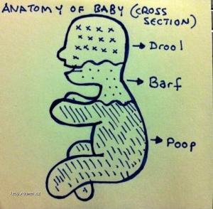 Anatomy Of Baby