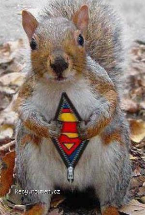Squirrel superman