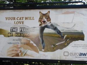 your cat will love