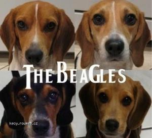 the beagles